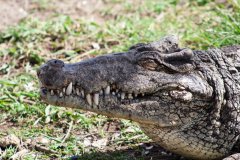 04-At the crocodile farm, a very big crocodile